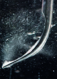 Acteon3.jpg